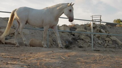 Beautiful white horse is taking leisurely stroll within its enclosure on farm, showcasing its elegant gait and serene presence