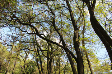 acacia trees in the forest, tree branches and sky