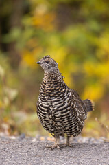 Spuce Grouse in Autumn in Denali National Park Alaska