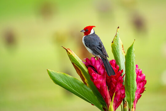 The red-crested cardinal (Paroaria coronata) sitting on a flower
