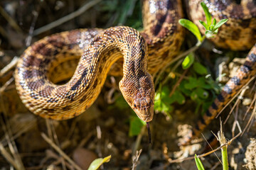 Close-up of Pacific gopher snake (Pituophis catenifer catenifer)