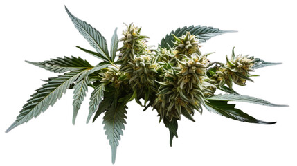 Close up of  fresh cannabis buds on a transparent background