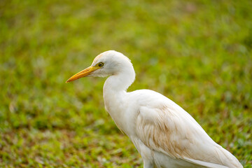 Close-up of Western Cattle Egret (Bubulcus ibis)