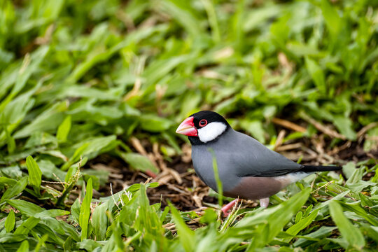 The Java Sparrow, (Lonchura oryzivora)