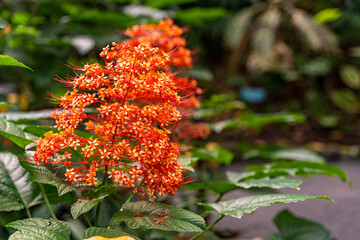 Close-up of Clerodendrum paniculatum (pagoda flower), Hawai‘i Tropical Botanical Garden