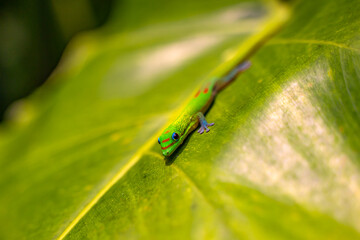 Gecko sitting on a plant leaf, Hawaii