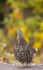 Spuce Grouse in Autumn in Denali National Park Alaska