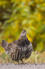Spuce Grouse in Autumn in Denali National Park Alaska