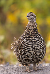 Spuce Grouse in Autumn in Denali National Park Alaska