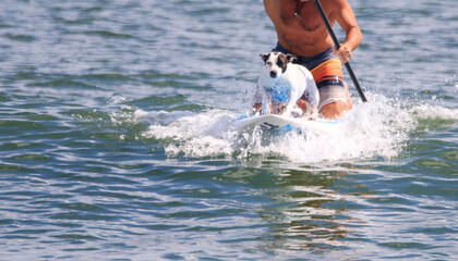 Man kneeling on a paddleboard surfing with his dog on the front