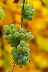 bunch of organic green grapes vine hanging among yellow leaves. lovely harvest time background