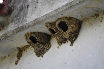 barn swallow bird nests under bridge