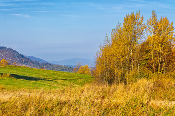 Fototapeta premium calm autumn day in carpathian mountains. trees on the grassy hills. sunny scenery of ukrainian countryside in fall season. beauty in nature concept