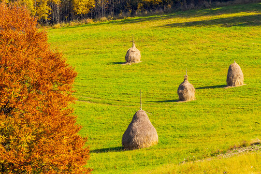 haystack on the grassy field in autumn. rural landscape in carpathian mountains. warm sunny afternoon weather. organic agriculture symbol