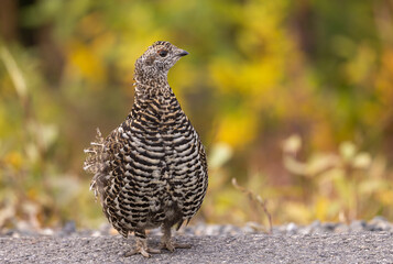 Spuce Grouse in Autumn in Denali National Park Alaska