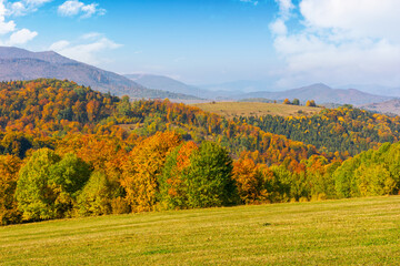 autumn landscape in mountains. trees in colorful foliage on the grassy hill. sunny afternoon in fall season. beautiful countryside of transcarpathia, ukraine. picturesque open scenery