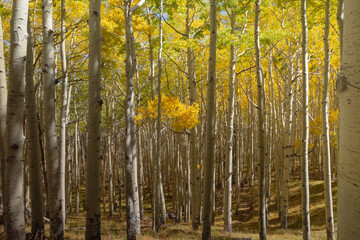 Autumn forest in the morning, aspen trees. 