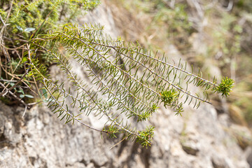 Twigs of tree heath or tree heather with green needles in summer in a park
