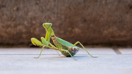 A close up of a praying mantis