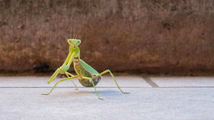 A close up of a praying mantis