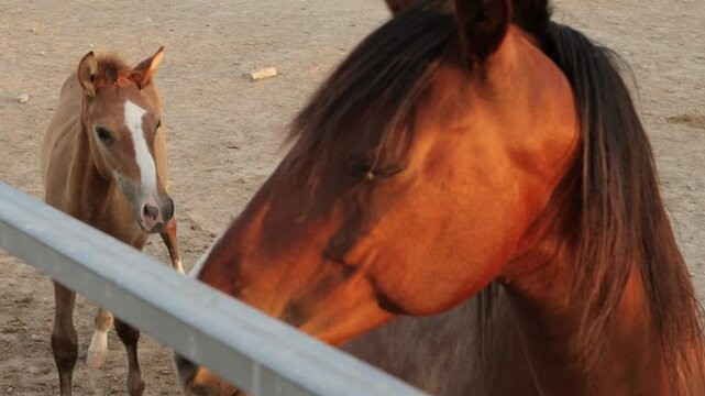 Chestnut mare and bay foal interact in dusty paddock. foal exhibits curiosity and playfulness, while mare shows gentleness and protectiveness