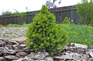 Small seedling of Korean fir (Abies koreana) seedling with delicate green needles on a mulched pine...
