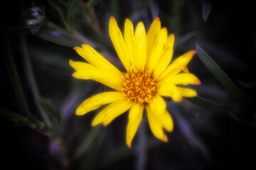 Fotograf&iacute;a macro tomada con lente canon 70-300mm, la fecha de la fotograf&iacute;a fue el 15 de septiembre, en la ciudad de Santa Fe , Pais Argentina