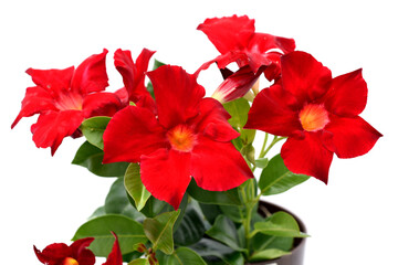 Dipladenia, Sanderi, Sundaville