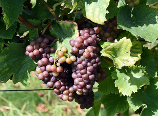 Grauer Burgunder, Pinot Gris, Rulaender