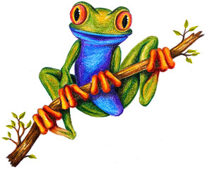 Frog on branch multicolour watercolour illustration or sketch on white background, PNG, isolated image