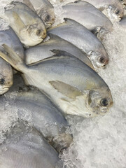 fresh White pomfret fish in supermarket.  Fresh  White pomfret fish in Iced Container. Fish market showcase. It was sold in supermarkets for people can buy every day. 