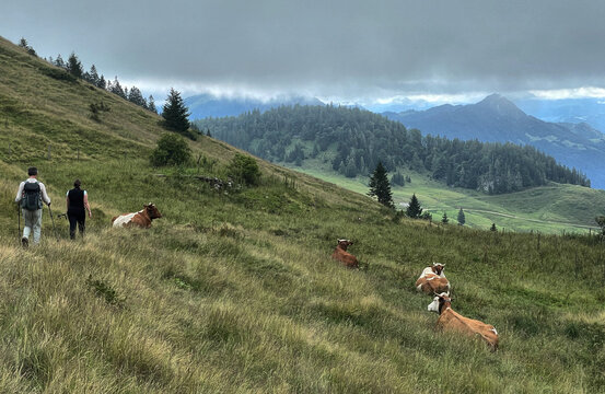 Wanderer auf einem schmalen Pfad zwischen K&uuml;hen auf der Karalm &uuml;ber K&ouml;ssen bei bew&ouml;lktem Himmel, Alpen, Tirol, &Ouml;sterreich