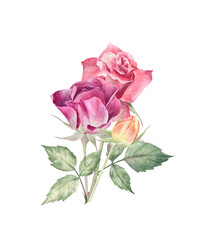 Watercolor illustration of the roses isolated on transparent background