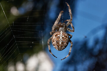 The spider-cross (Latin Araneus) sits in the center of the web. The spider-cross is waiting for prey caught in the web.