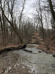 river in the woods