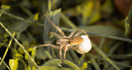 A robust and agile wolf spider clutches an egg sac under its abdomen as it moves with purposeful strides. The sac, a ball of silk, is tightly attached to her spinnerets.