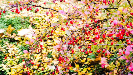 Barberry bush in autumn colors with bright red berries. The background is light yellow, blurred. Selective focus.