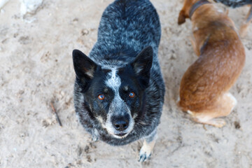 Blue healer Dog Mazzy