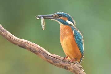 Common kingfisher Alcedo atthis bird songbird wildlife nature predator cock o the north, beautiful animal mountain finch, animal, bird watching ornithology, flower bud fauna wildlife Europe