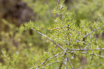 Twigs of asparagus albus with green needles and fruit in summer in a park