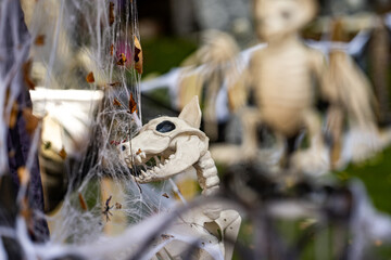 Skeleton dog Halloween decorations. Halloween skeleton for decorated house. Scary dog skeletons Decorated at front yard of a American home. Trick or treat. Halloween background. Holiday of Halloween.