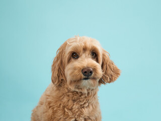 A Labradoodle with curly fur sits and looks down, set against a light blue background.