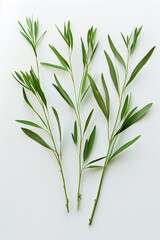 Obraz premium bunch of fresh rosemary on white background