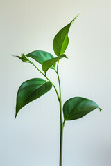 Fototapeta premium green plant with leaves growin isolated on white background