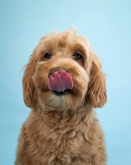 A Labradoodle with curly fur licks its lips, looking forward with a playful expression against a light blue background.