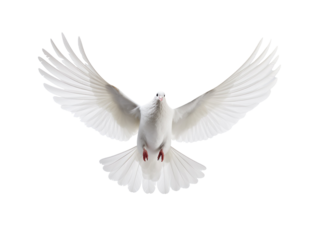 White pigeon flying isolated on transparent background