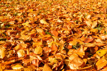 Autumn Beech Leaves on the Ground in Sunlight