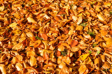 Autumn Beech Leaves on the Ground in Sunlight