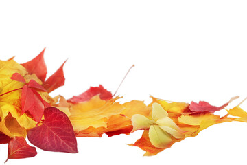 Fallen autumn leaves isolated on white background. leaf fall
