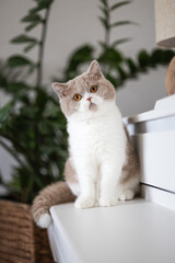 Edle Luxus Katze - BKH Kitten im edlen Wohnzimmer